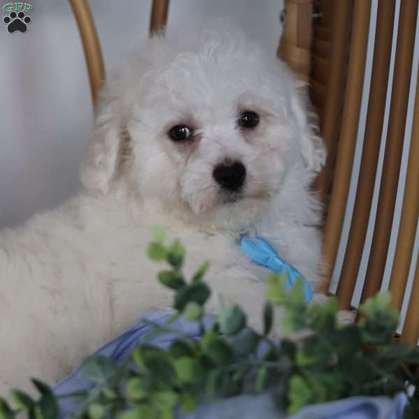 Axel, Bichon Frise Puppy